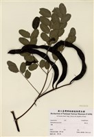 藏品(海紅豆)的圖片